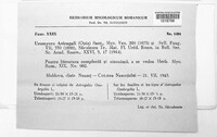 Uromyces pisi-sativi image